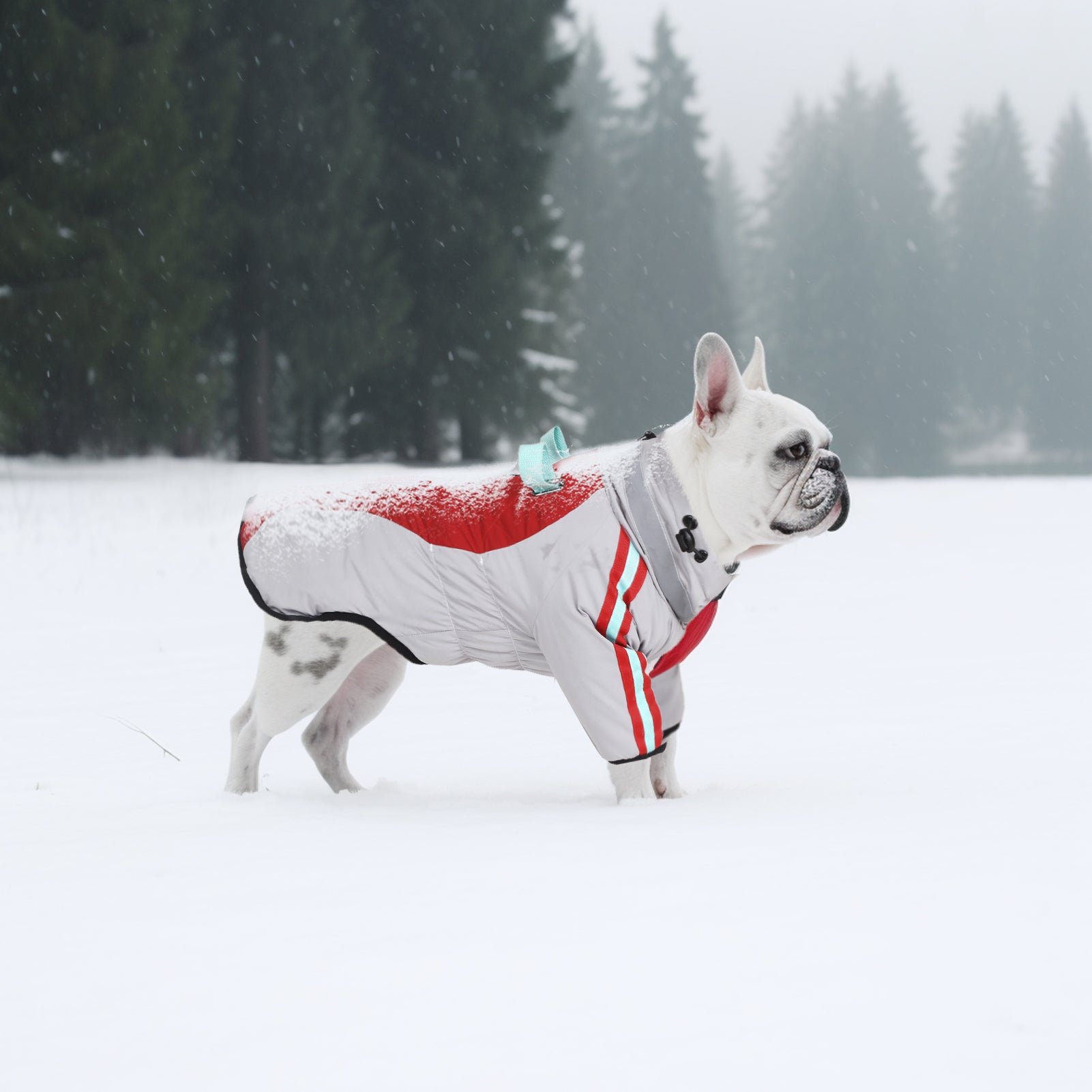 LaiFug Gray Red & Gray Blue Stand Collar Two Legs Dog Winter Coat
