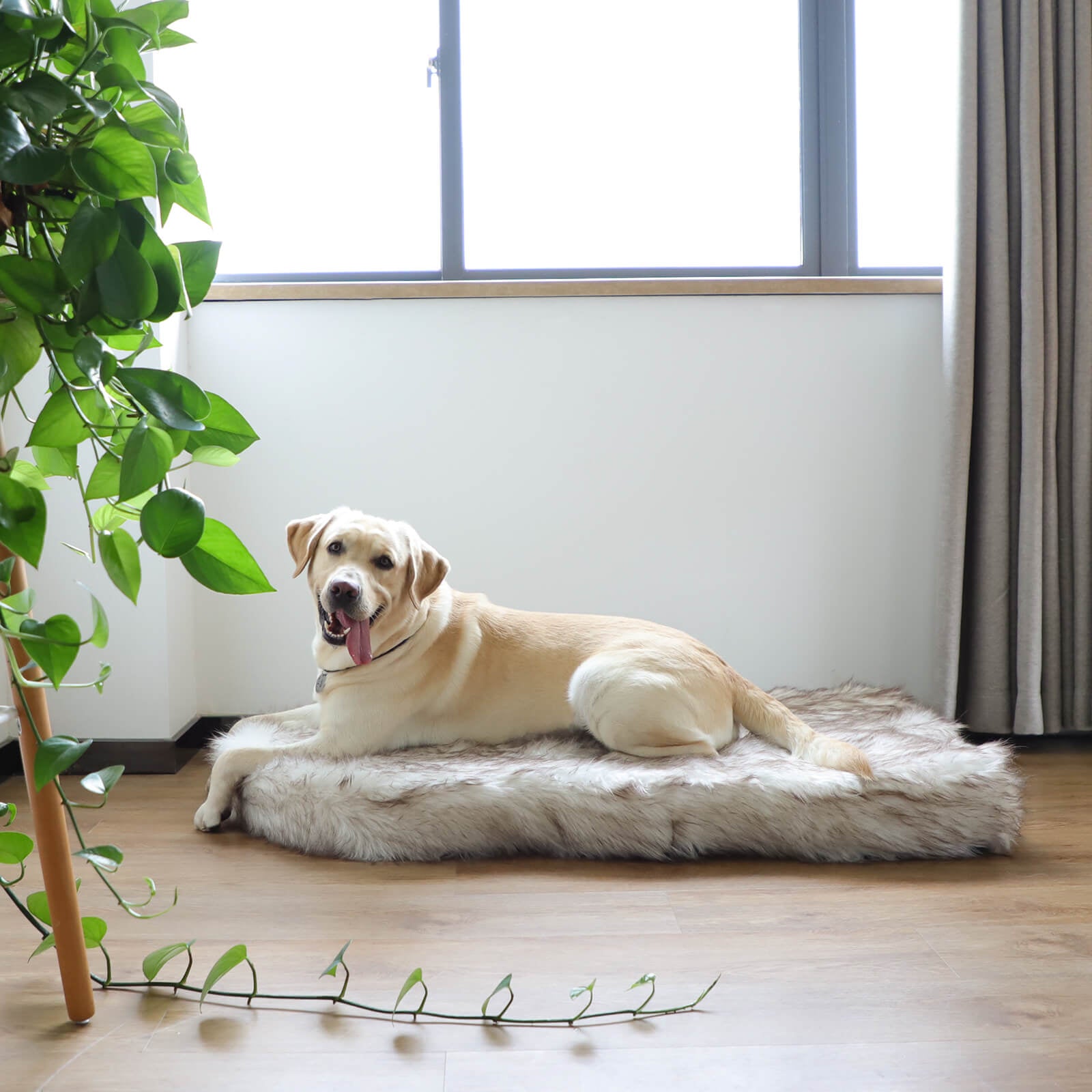 LaiFug 360 Memory Foam Dog Bed – Jumbo Faux Fur Pet Lounger